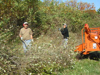 Tree Clearing