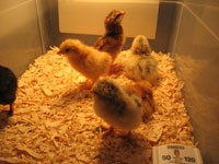 chicks