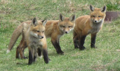 Foxes