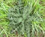Weeds